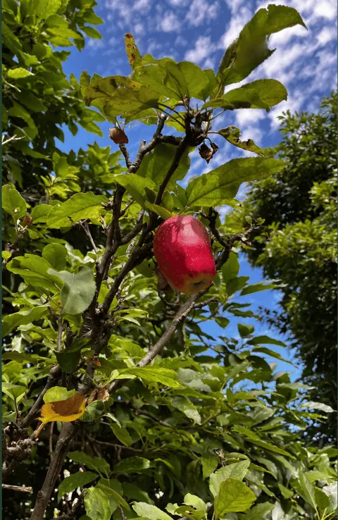 Manzanas en el árbol